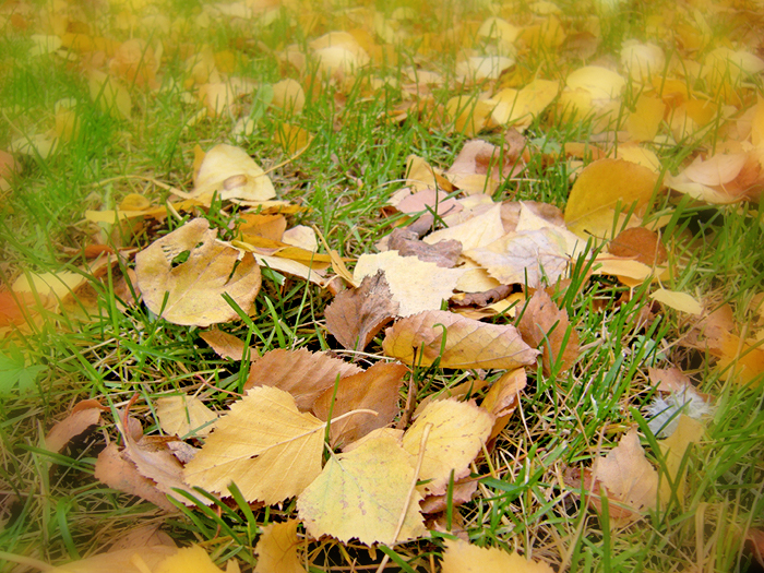 Осенняя листва в парке.jpg