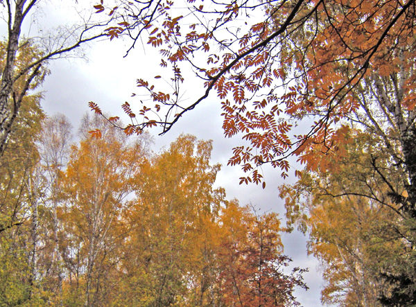 Осень в парке.jpg