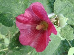 Фас.Анфас.А цветок просто класс