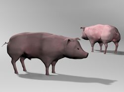 Модель свиньи
