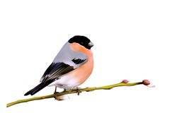 Снегирь на ветке