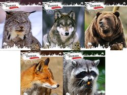 Серия обложек "Animals"