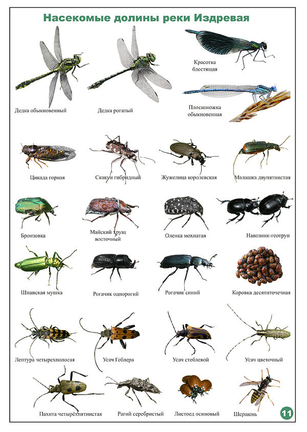 Как определить насекомое по фотографии