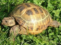 черепахи