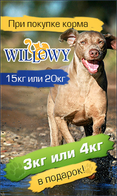 zooan.dog2_240x400.jpg