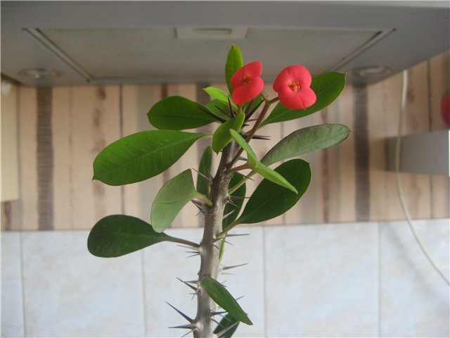 Комнатный колючий цветок с красными цветами фото и названия