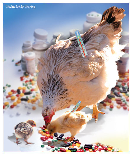 коллаж на тему "Птичий грипп".jpg