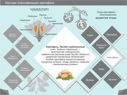 инфографика картофель часть2