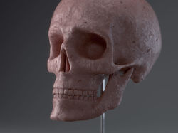 Скульптура черепа