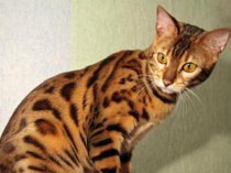 Бенгальский кот в доме – чего ожидать?