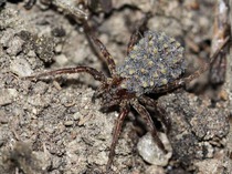 Interesting Info about Wolf Spiders