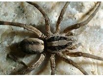 Are there any Natural Ways to Kill Spiders?