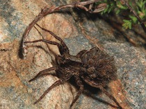 How to get rid of Small Spiders in your House?