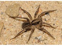 How to Get rid of Wolf Spiders? Proven Methods, Tr