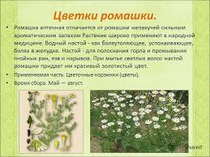 Полоскание горла ромашкой
