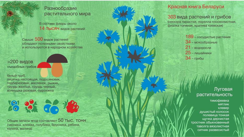 флора7.jpg
