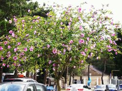 The  Flowering Tree