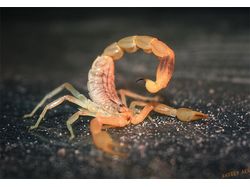 Скорпион