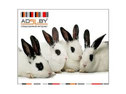 Баннер для www.adsl.by