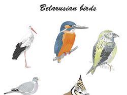 Belarusian birds