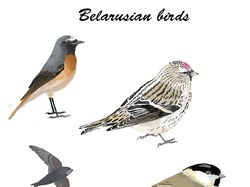 Belarusian birds. Illustrations for the book