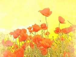 Рисую по фотографии - Полевые маки