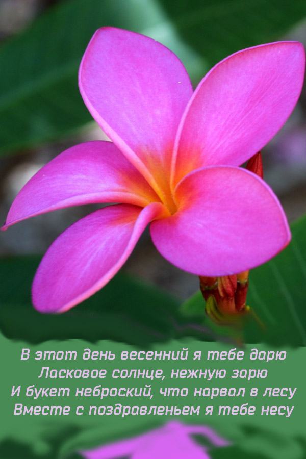 со стихом общ2.jpg