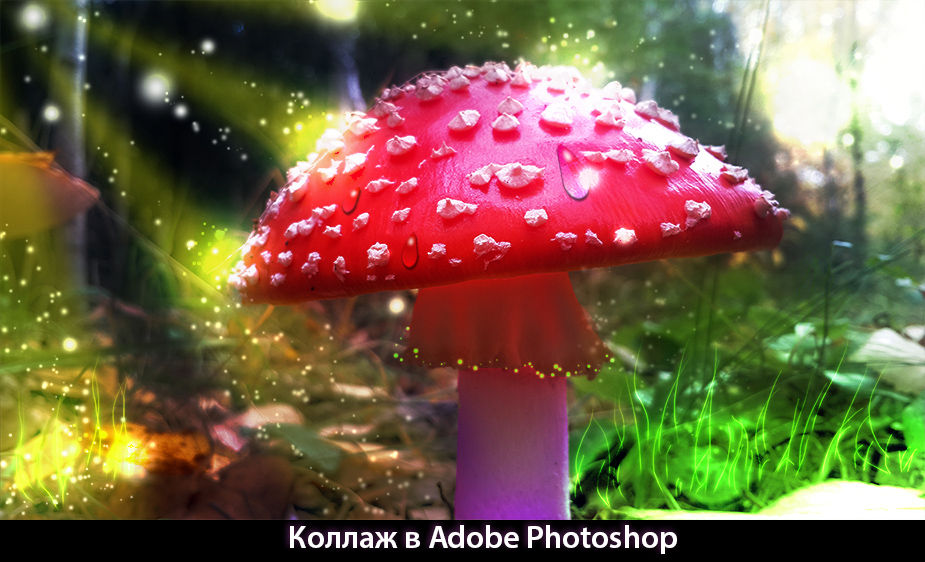 mashroom.jpg