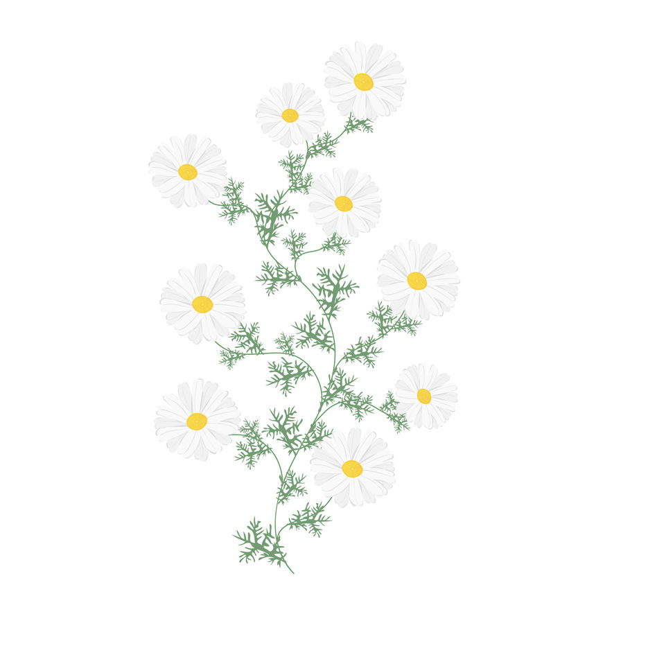 Chamomile_03.jpg