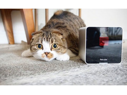 Petcube (рерайт новости с исходника)