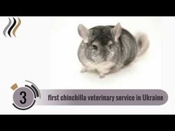 Видео для Chinchilla Real Fur