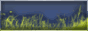 .gif