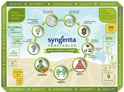 Infographics for Syngenta