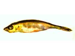 Рыба золотая