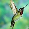 kolibry