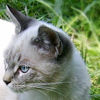 kitten2008