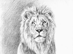 Lion 01
