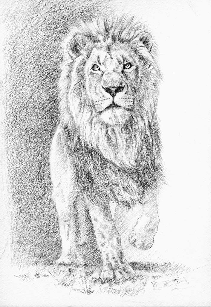 Lion 01.jpg