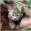 wild_hunter