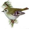 sun_bird