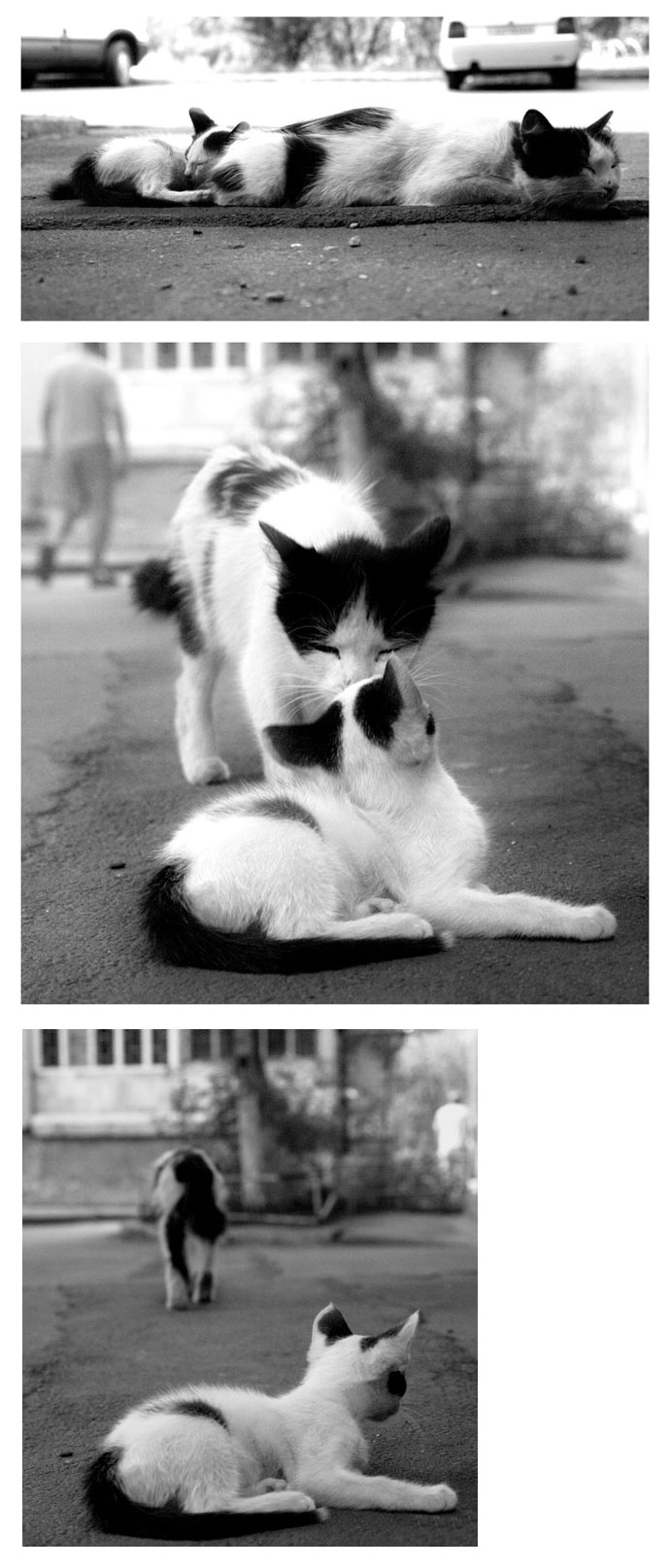 кошки.jpg