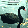 Blackcob-swan