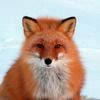 Foxed1