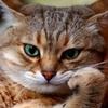 oleg_sq