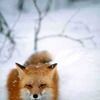 winter_fox