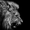 Album-Leo