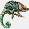 Chameleon83