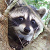 raccoon_vol