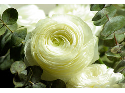White Flower для презентации студии флористики