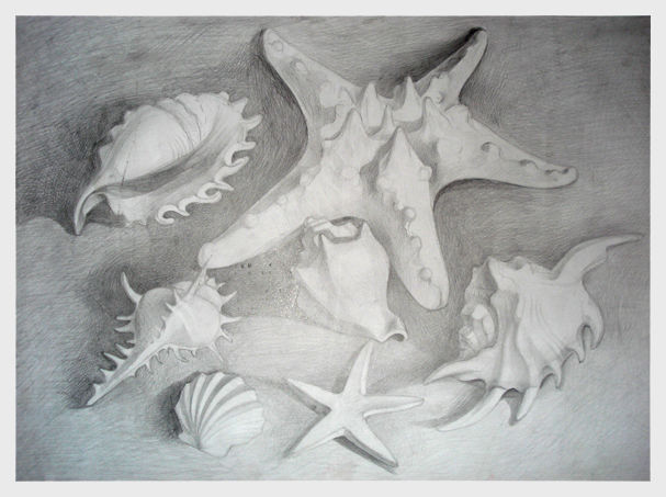 Натюрморт "ракушки" (рисунок).jpg